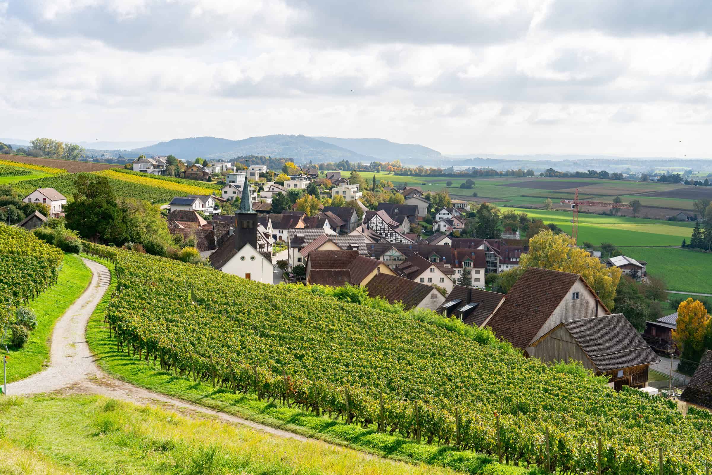 Neubauprojekt Naturblick Dörflingen: Übersicht über das Dorf Dörflingen, viele Rebberge und hauptsächlich grün