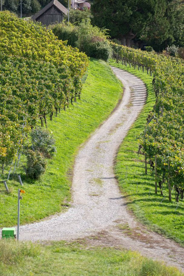 Neubauprojekt Naturblick Dörflingen: Rebberge und die grüne Umgebung von Dörflingen