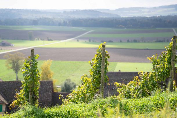 Neubauprojekt Naturblick Dörflingen: Rebberge und Aussicht ins Grüne